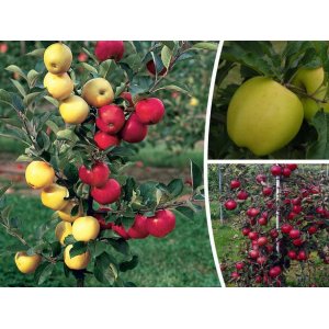Jabloň domáca (Malus domestica) ´DUO´ (GOLDEN DELICIOUS + IDARED) - zimná, výška 130-150 cm, kont. C10L